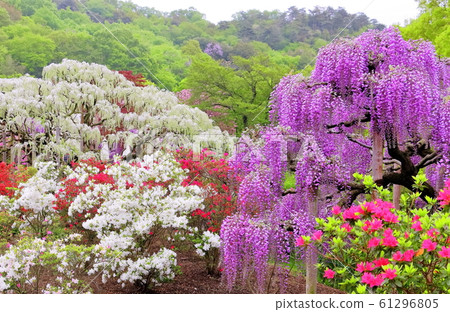 新鮮的綠色,杜鵑花和紫藤花 新鮮的綠色,杜鵑花和紫藤花 61296805