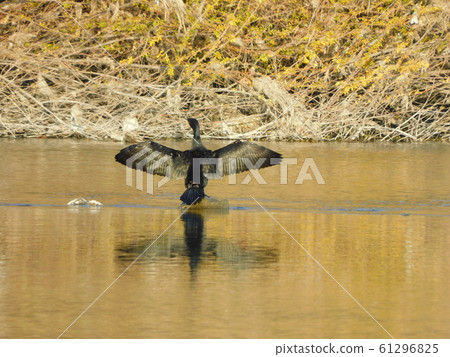 "Kawau Kawa cormorant" playing in the sun "Kawau Kawa cormorant" playing in the sun 61296825