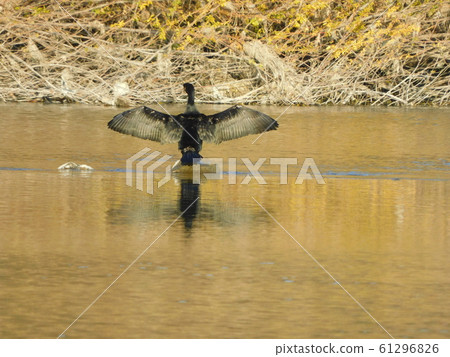 "Kawau Kawa cormorant" playing in the sun "Kawau Kawa cormorant" playing in the sun 61296826