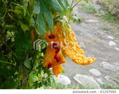 Ripe goya, penigauri, bitter melon Ripe goya, penigauri, bitter melon 61297000
