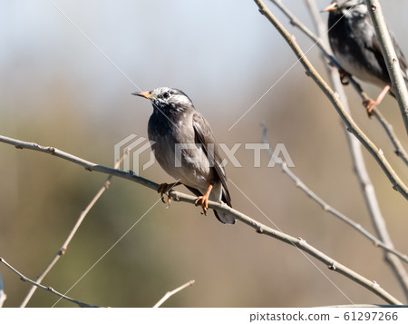 芥末之星 61297266