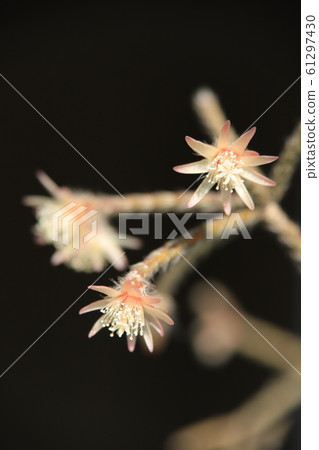 Lipsalis Frost Sugar Flower Lipsalis Frost Sugar Flower 61297430