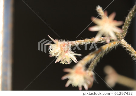 Lipsalis Frost Sugar Flower Lipsalis Frost Sugar Flower 61297432