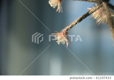 唇s霜糖花 唇s霜糖花 61297433