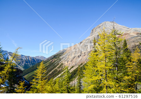Autumn Canadian Rockies @ Yoho National Park Mountains and Yellow Leaves (Yoho National Park @ Canada) 61297516