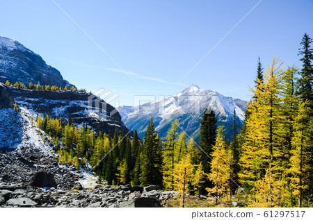 Autumn Canadian Rockies @ Yoho National Park Mountains and Yellow Leaves (Yoho National Park @ Canada) 61297517