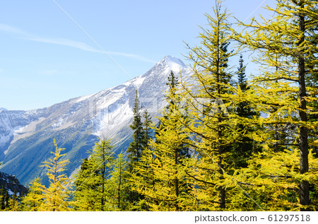 Autumn Canadian Rockies @ Yoho National Park Mountains and Yellow Leaves (Yoho National Park @ Canada) 61297518