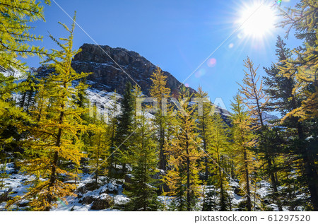 Autumn Canadian Rockies @ Yoho National Park Mountains and Yellow Leaves (Yoho National Park @ Canada) 61297520