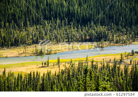 Autumn leaves of the Canadian Rockies near Moraine Lake (Banff National Park, Alberta, Canada) 61297584