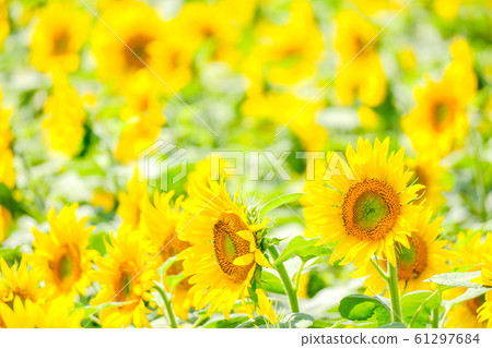向日葵（Akeno向日葵田） 61297684