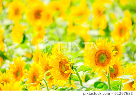 向日葵（Akeno向日葵田） 61297688