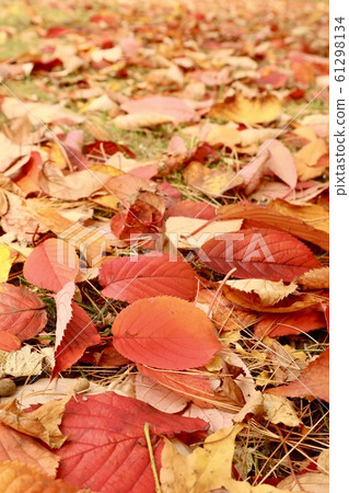 秋天的落葉地毯 61298134