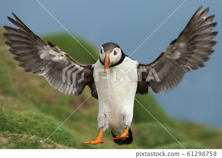 Close up of an Atlantic puffin in flight Close up of an Atlantic puffin in flight 61298758