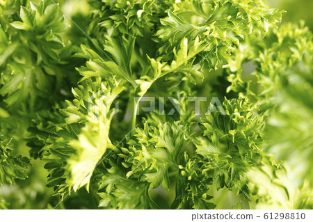 Fresh green organic parsley background, selective Fresh green organic parsley background, selective 61298810