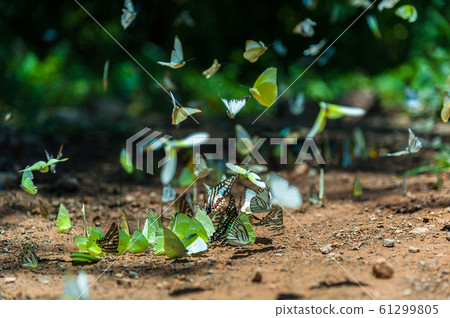 Group of butterflies puddling on the ground and flying in nature, Thailand.Butterflies swarm eats minerals in Ban Krang Camp, Kaeng Krachan National Park at Thailand Group of butterflies puddling on the ground and flying in nature, Thailand.Butterflies swarm eats minerals in Ban Krang Camp, Kaeng Krachan National Park at Thailand 61299805