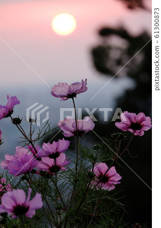 開花在黃昏的波斯菊 開花在黃昏的波斯菊 61300873