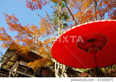 Wagasu和秋葉 61300875