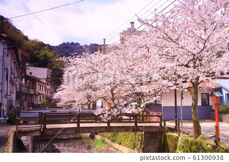 在城崎溫泉（兵庫縣豐岡市）市容中盛開的櫻花 61300938