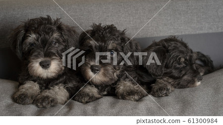 Three schnauzer puppies laying on the sofa, close 61300984