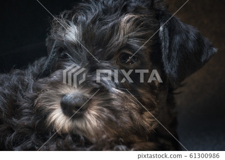 Close up miniature schnauzer puppy portrait. 61300986