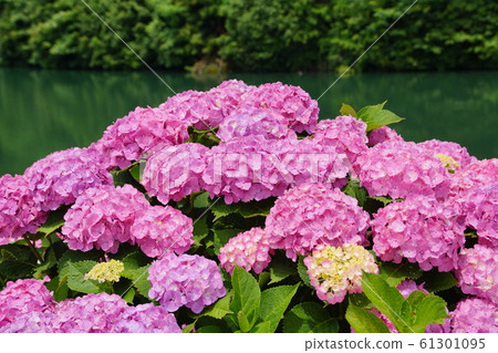 Hirahara Onsen Hydrangea 61301095