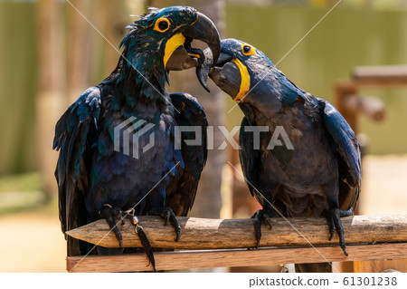 Violet macaw pair 61301238