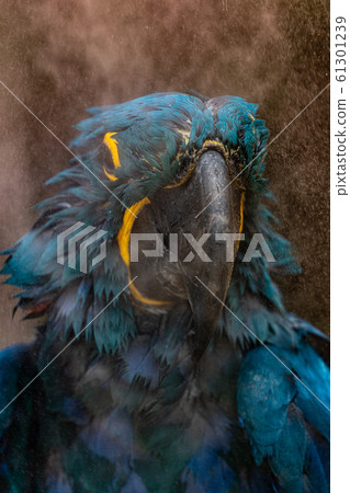 Violet Macaw 61301239