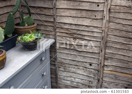 wooden wall with cactus plants in pots on cupboard, in the garden 61301583