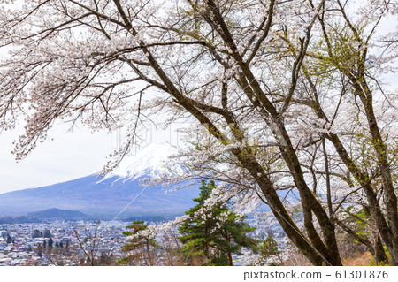 Mt. Fuji and cherry blossoms in full bloom in Takayoshi Park, Fujiyoshida City, Yamanashi Prefecture 61301876