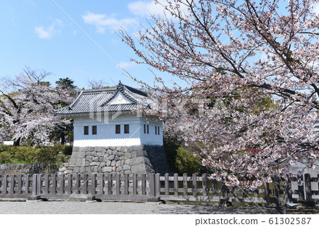 小田原城堡角落裡的櫻花樹 小田原城堡角落裡的櫻花樹 61302587