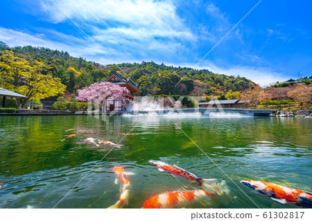勝尾寺池塘和鯉魚嬉戲 61302817
