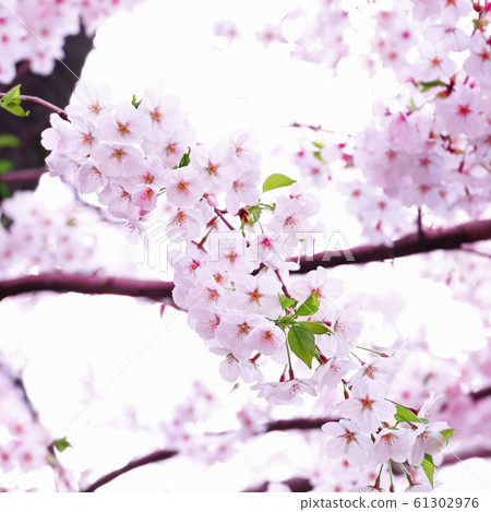 Cherry Blossoms   61302976