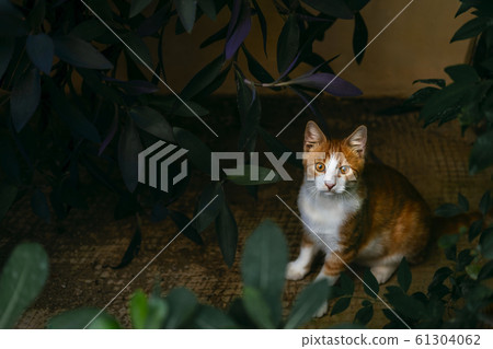 Adorable spotted cat walking on street 61304062