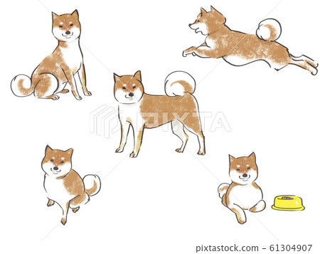 Shiba Inu_set Shiba Inu_set 61304907