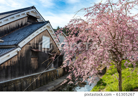 櫻滿海奈良大田 61305267