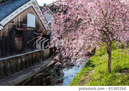 櫻滿海奈良大田 61305268