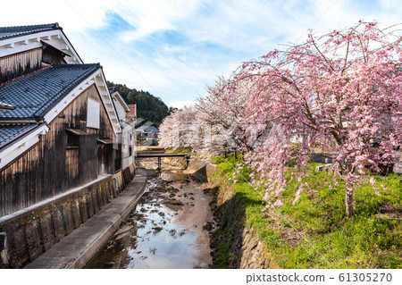 Sakuramankai Nara Ouda 61305270