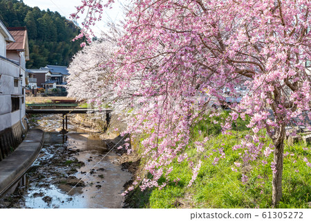 櫻滿海奈良大田 61305272