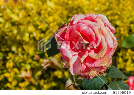 Rose flower burned by frost and sudden temperature changes Rose flower burned by frost and sudden temperature changes 61306019
