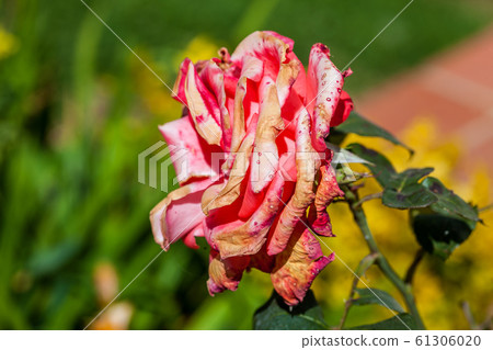 Rose flower burned by frost and sudden temperature changes Rose flower burned by frost and sudden temperature changes 61306020