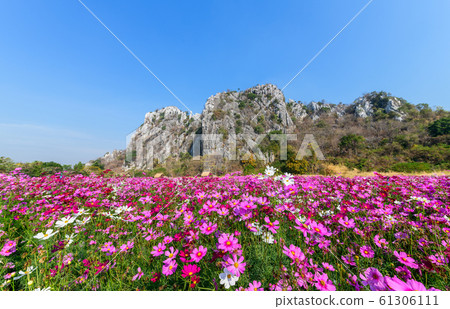 Beautiful pink cosmos field with .Limestone 61306111