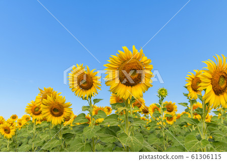 Beautiful sunflower  blooming in sunflower field 61306115