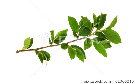 Spring twig with green leaves 61306210