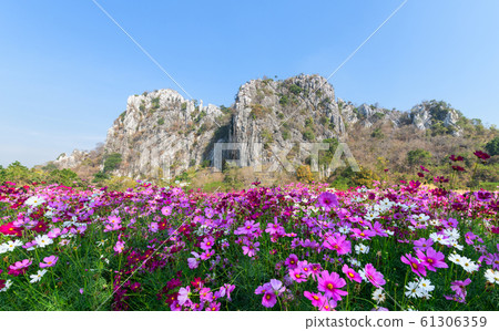 Beautiful cosmos flower blooming in cosmos field 61306359