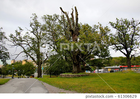 在瑞典首都斯德哥爾摩附近的索爾納索爾納中心站附近種植樹木 在瑞典首都斯德哥爾摩附近的索爾納索爾納中心站附近種植樹木 61306629