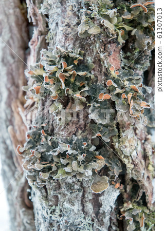 Lobaria pulmonary (lat. Lobaria pulmonaria). 61307013