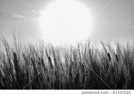 Wheat and sun Wheat and sun 61307026