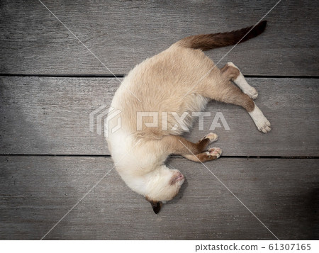 Siamese cat or Moon Diamond cat or Thai cat sleeping and laying of wooden floor. Siamese cat or Moon Diamond cat or Thai cat sleeping and laying of wooden floor. 61307165