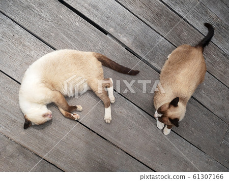 Siamese cat or Moon Diamond cat or Thai cat sleeping and laying of wooden floor. 61307166