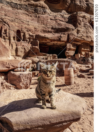 Cat in Petra, Jordan 61307650